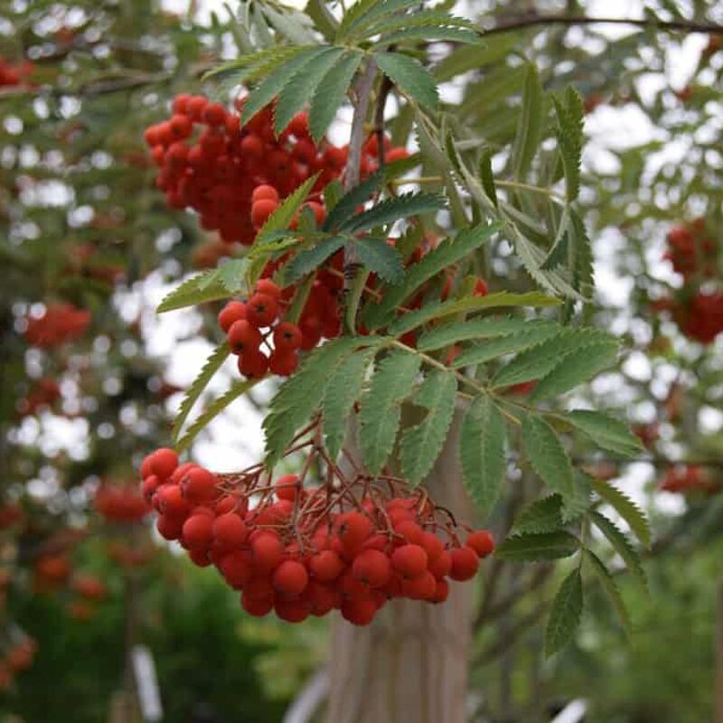 Sorbus aucuparia 'Aspleniifolia' 16-18 EHS